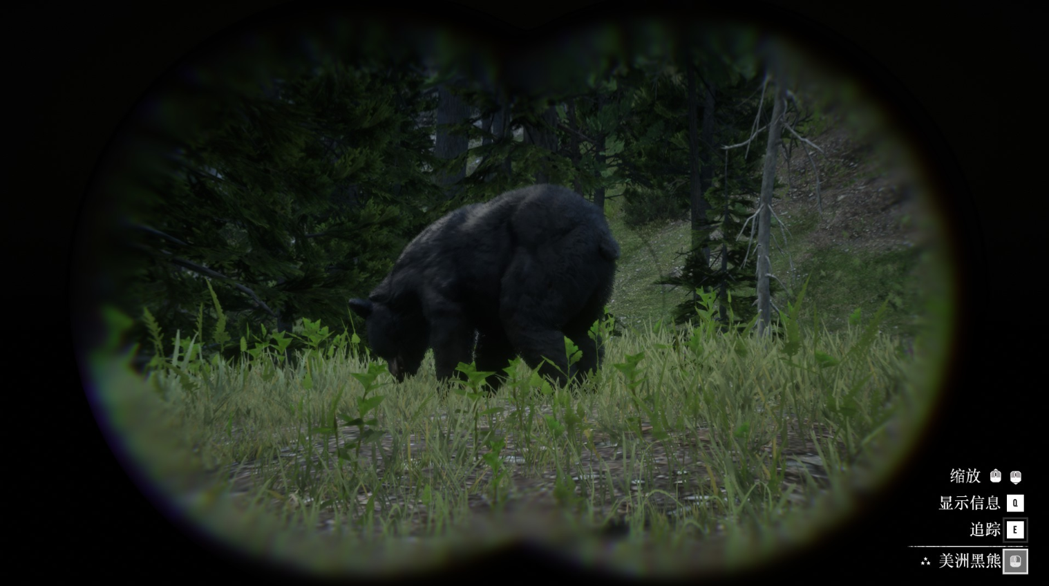 《荒野大鏢客2》動物美洲黑熊在哪里找