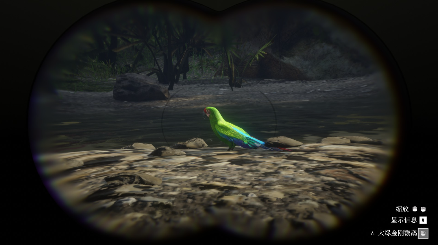 《荒野大鏢客2》動物大綠金剛鸚鵡在哪里找