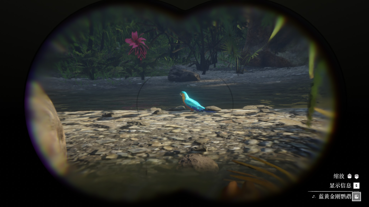 《荒野大鏢客2》動物藍黃金剛鸚鵡在哪里找
