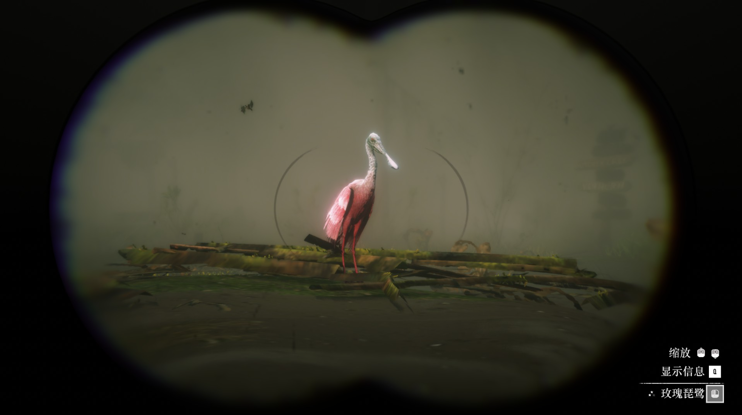 《荒野大鏢客2》動物玫瑰琵鷺在哪里找