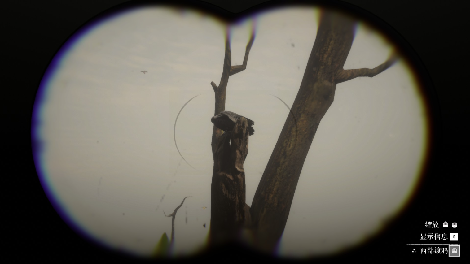 《荒野大鏢客2》動物北美西部渡鴉在哪里找
