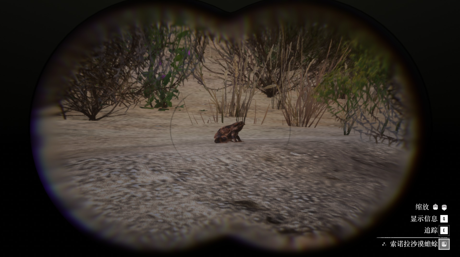 《荒野大鏢客2》動物索諾拉沙漠蟾蜍在哪里找