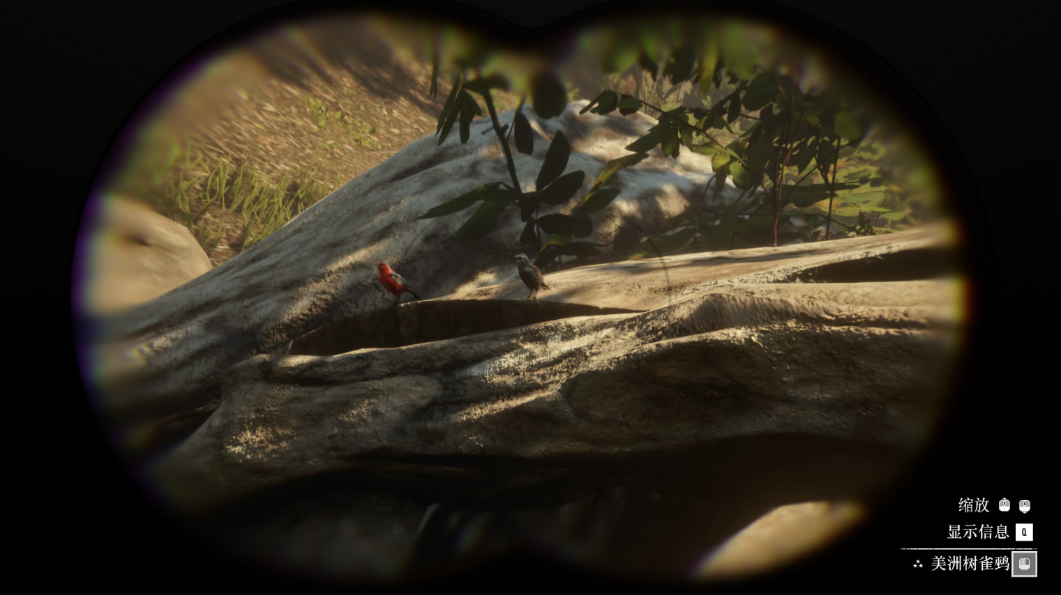 《荒野大鏢客2》動物美洲樹雀鹀在哪里找