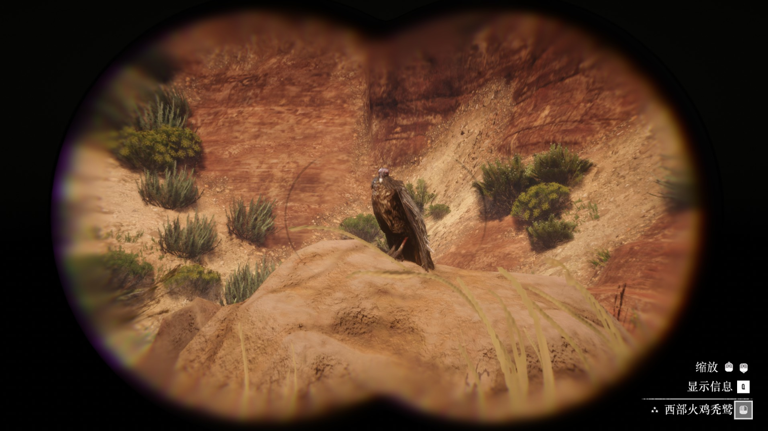 《荒野大鏢客2》動物西部火雞禿鷲在哪里找