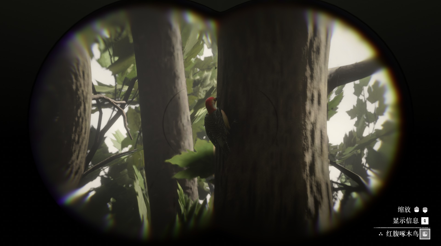 《荒野大鏢客2》動物紅腹啄木鳥在哪里找