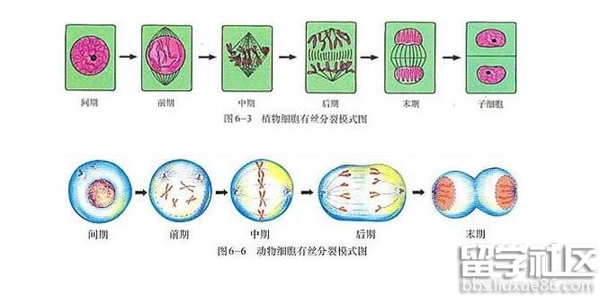 2023年高考生物知識點:細胞分裂