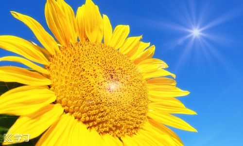 向日葵面對太陽的原因是什么?
