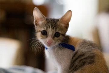 卡咪是一只膽小的貓。他的朋友們開始學習捕捉老鼠,但他晚上不敢