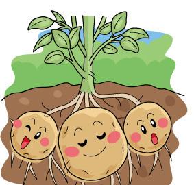 土豆太委屈了:世界是勢利的眼睛,只看到土豆開花,沒有花結果,