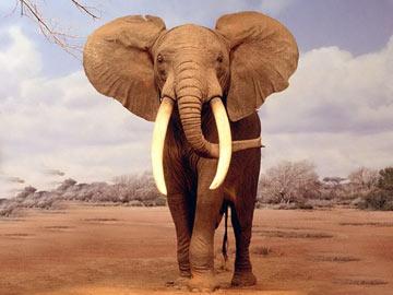 森林里的大象像山一樣大,四條腿像石柱一樣粗壯,長鼻子像蟒蛇