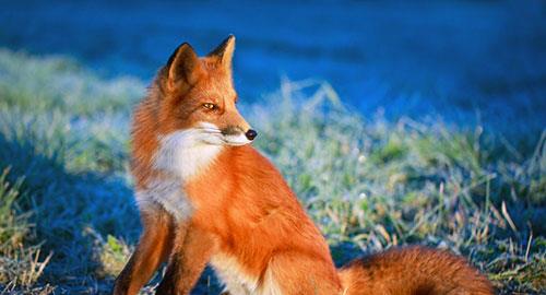 動物們稱贊小黃狗品德高尚,狐貍聽了不服氣,想捉弄它