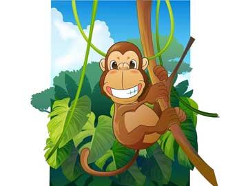 猴子被認為是森林里最聰明的動物,我是智力比賽的冠軍!