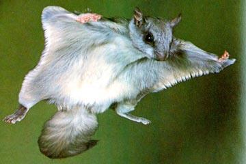 飛鼠掌握了飛行、游泳、爬樹、挖洞和跑步五種技能。它為此感到非