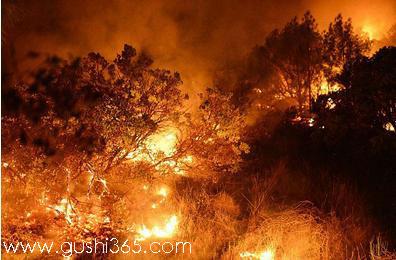 大森林發生火災,消防隊員和森林管理辦公室的工作人員努力撲救,