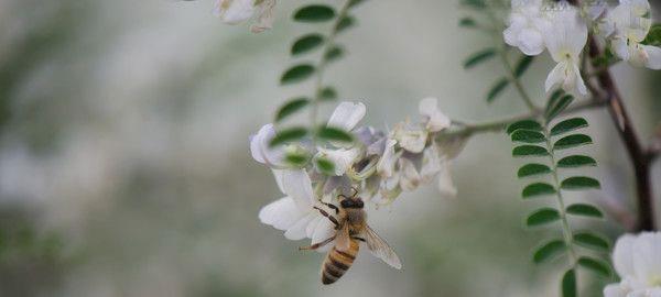 蜜蜂對付敵人有什么高招?