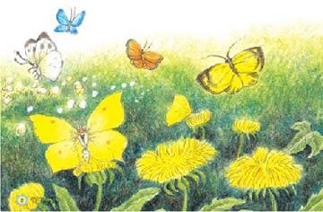 花園里鮮花盛開,蝴蝶們拍著翅膀飛過來