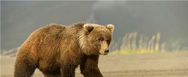 動物園里的大棕熊,你很生氣嗎?