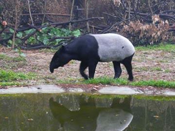 青山綠水間有一所動物學校,分別有駿馬班、大象班、豬豬班、犀牛