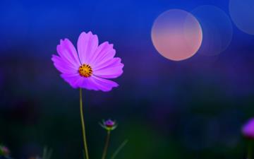 月亮花是世界上最美麗的花