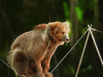 熊在森林里表演走鋼絲。 他走在兩棵高高的棕櫚樹之間的鋼絲繩上