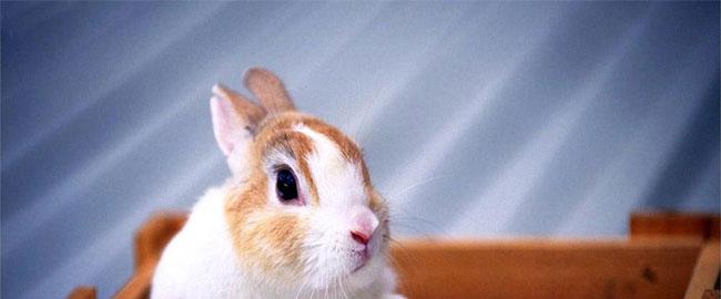 兔子決定住在桃木盒子里,不要問為什么,兔子只是喜歡特別的生活