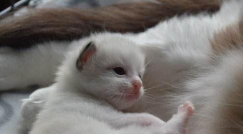貓媽媽生了一只小貓,圓圓的頭,柔軟的頭發,躺在媽媽懷里“喵喵
