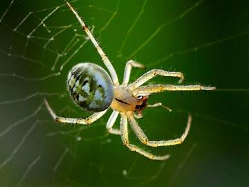 小蜘蛛一直餓著肚子。他的網一織好,就被一場突如其來的大雨撕碎