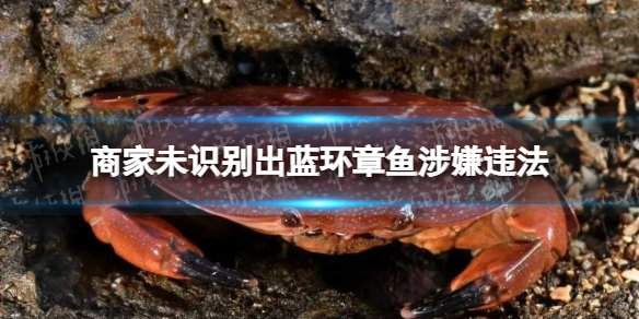 商家未識別出藍環章魚涉嫌違法 藍環章魚后又現毒螃蟹
